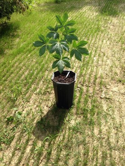 Ohio Buckeye seeding