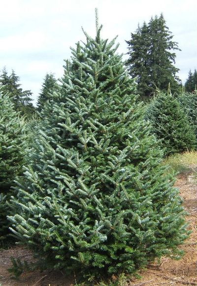 12 Festive Facts about the Fraser Fir