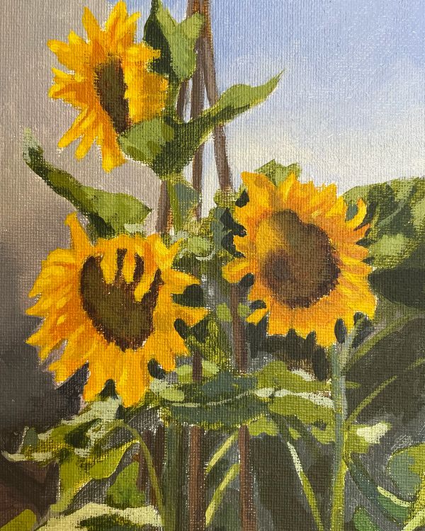 Sunflowers
