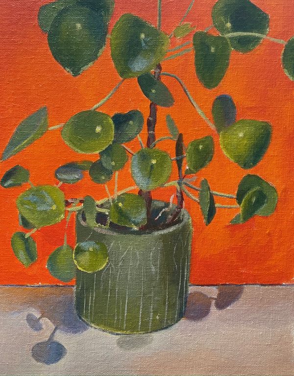 Orange Chinese Money Plant