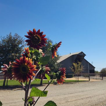 Red sunflowers with a barn and clear blue sky in the background.