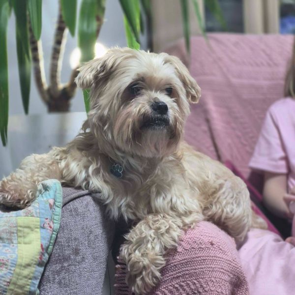 Fluffy dog relaxing on a couch with cozy blankets and a nearby plant.