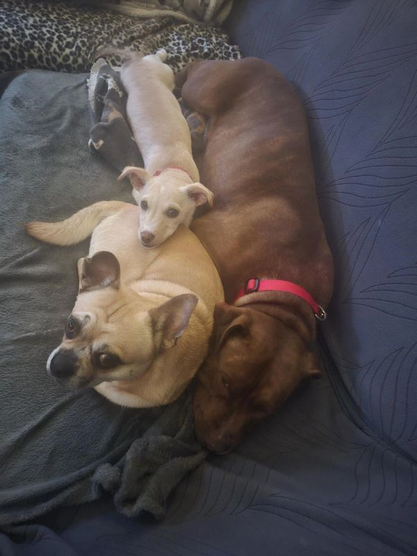 Three dogs cuddled together resting on a couch with blankets.