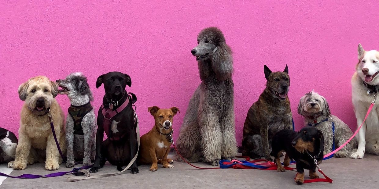 A colorful lineup of various dog breeds sitting against a bright pink wall.