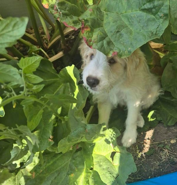 Puppy hiding among large green leaves.