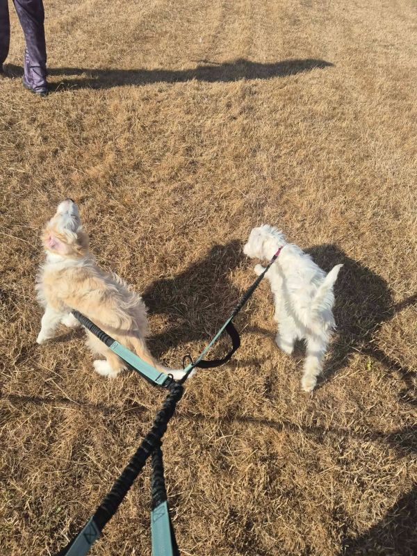 Two small dogs on leashes in a dry grassy area.