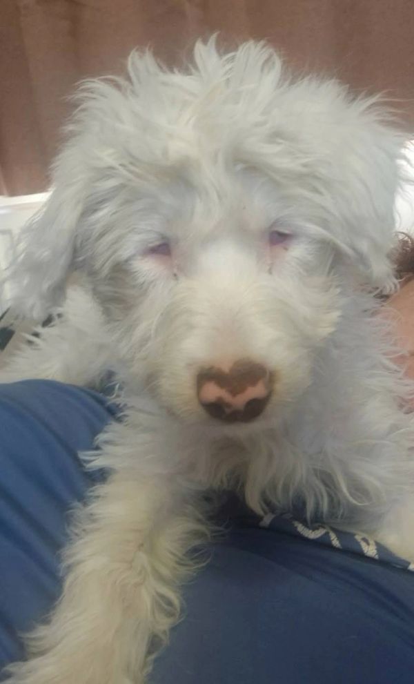 Fluffy white dog with a heart-shaped nose.