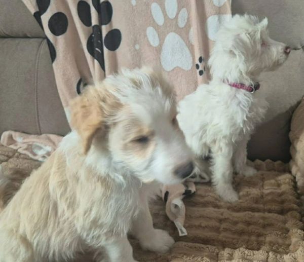 Two fluffy white puppies sitting on a couch with a paw-print blanket.