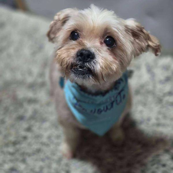 Small dog with a blue bandana looking up adorably.