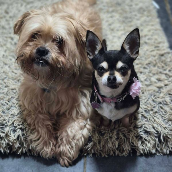 Two small dogs sitting closely together on a textured rug indoors.