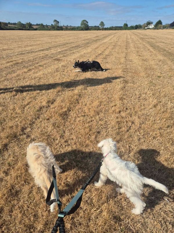 Three dogs in a dry field, two on leashes and one in the distance.