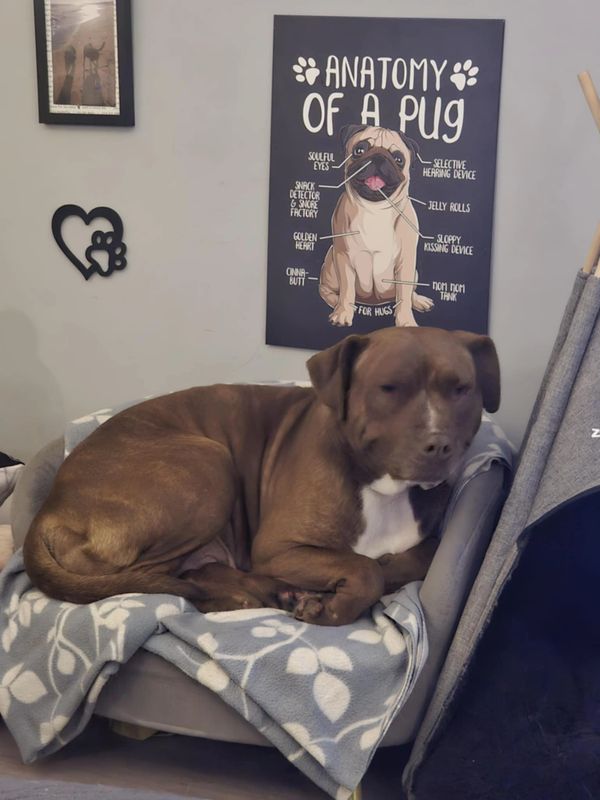 A brown dog resting on a cozy blanket-covered chair indoors.