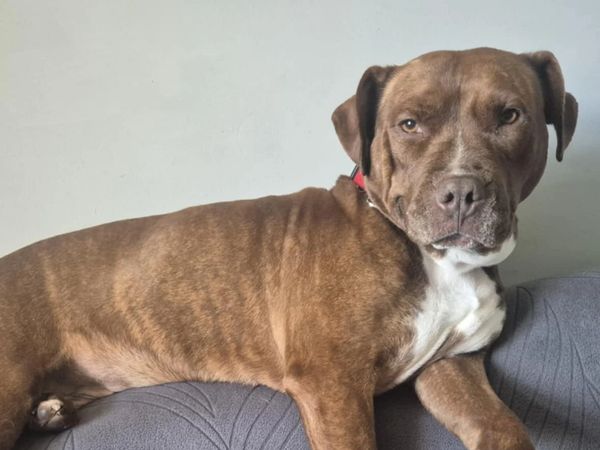 A brown dog with a white chest lounging on a gray couch.