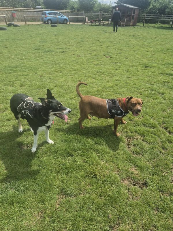 Two dogs wearing security harnesses on a grassy field.