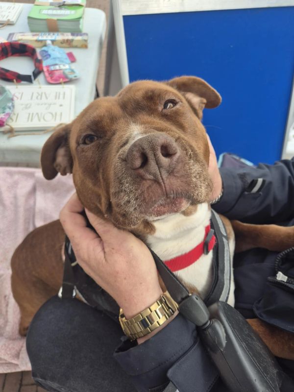 A brown dog with a white chest held gently by a person.