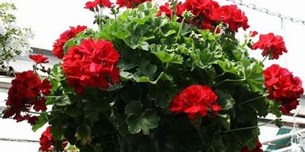 Sign up to help collect order, unload and distribute flowers. 