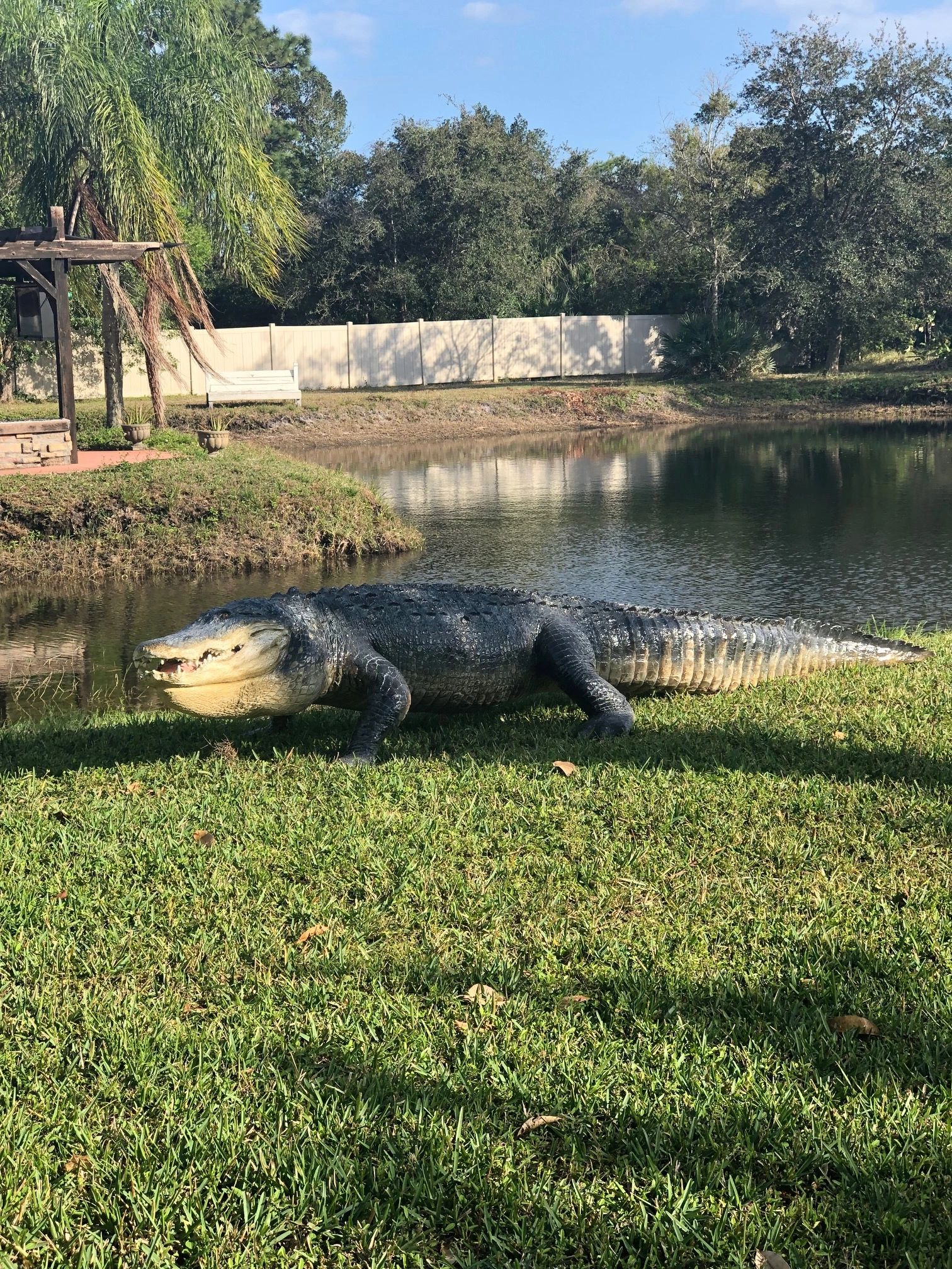 Large Alligator Statues & Replicas