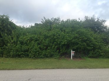 image of vegetation and a realtor sign