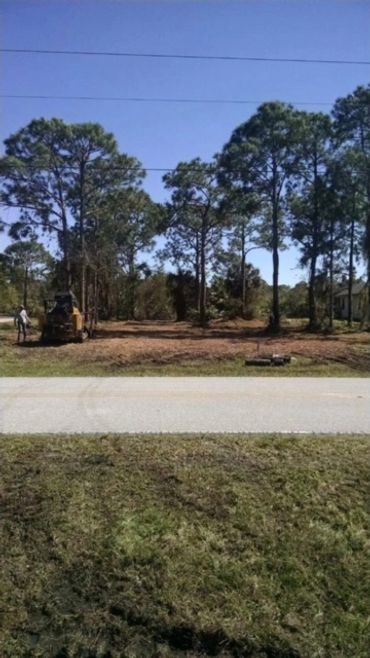 image of cleared land with several trees standing amidst fresh mulch