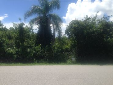 image of vegetation and a palm tree