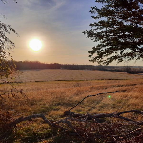 Sun setting over a vast field with trees framing the scene.