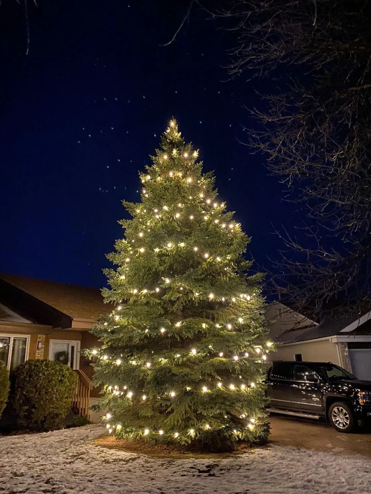 Warm White C9's Christmas Lights on Spruce Tree