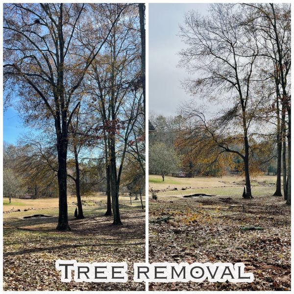Before and after tree removal in a wooded area.
