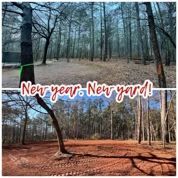 Transformation of a wooded yard into a cleared, open space.