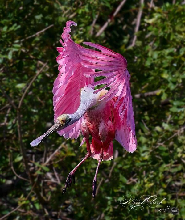 Roseate Spoonbill