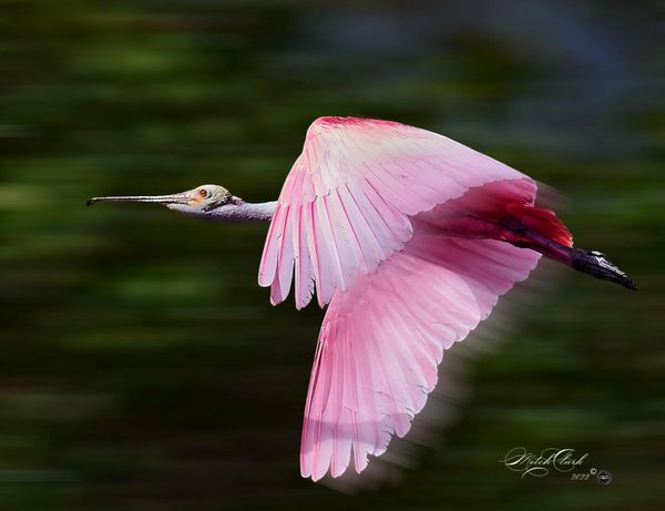 Roseate Spoonbill