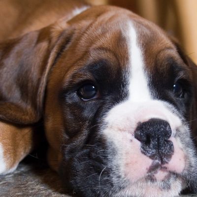 Boxer puppy dog under chair. Cottage in the Peak District