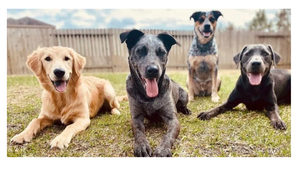 TriCounty K9 Academy Dog Training, Board and Train