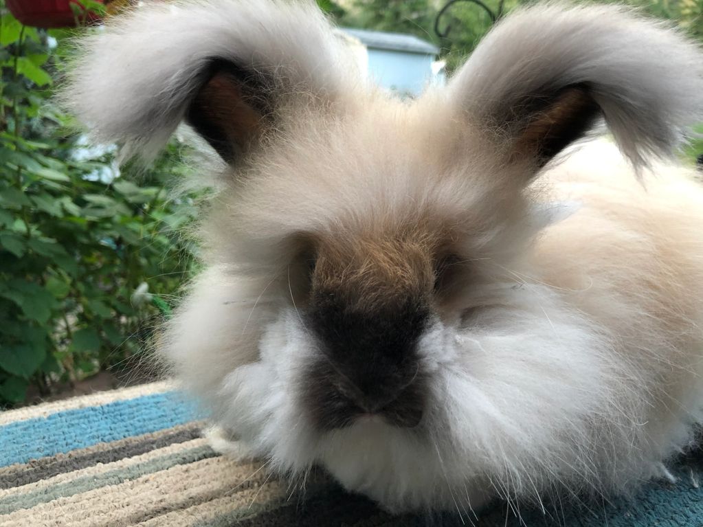 This is Raidar the English Angora buck! Look for his babies this fall!