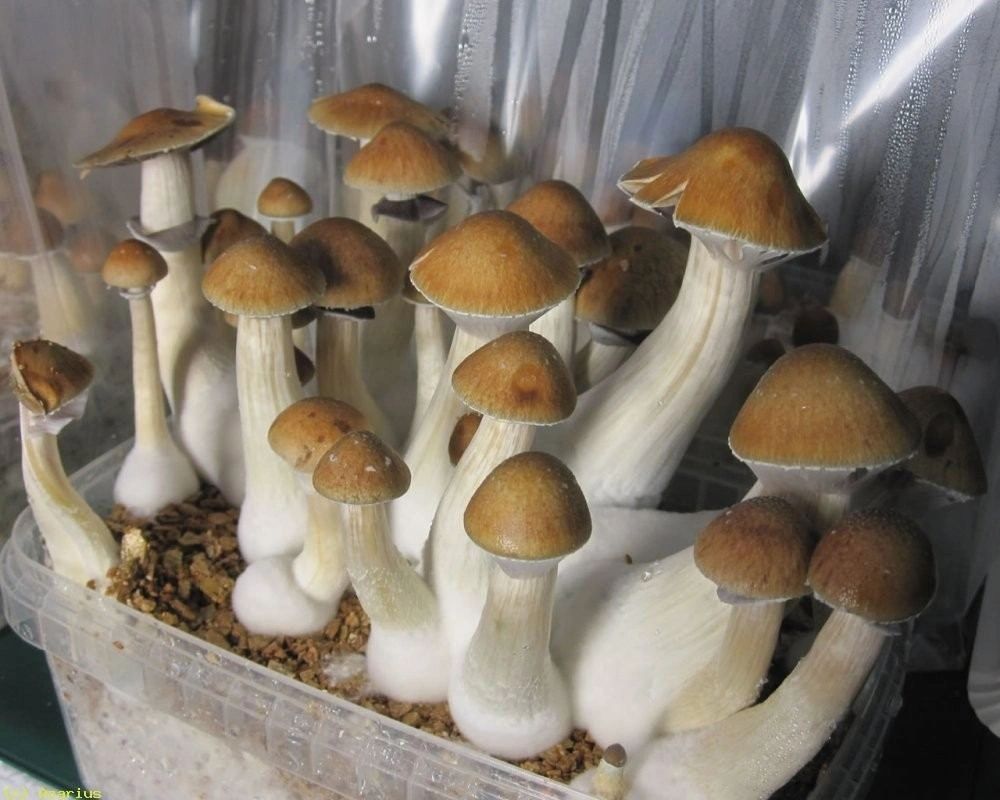 Kit de Culture de Champignons Magiques Golden Teacher (Ready-to-Grow  Growkit)