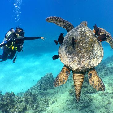 Scuba diver reaching out to a sea turtle with fish underwater.