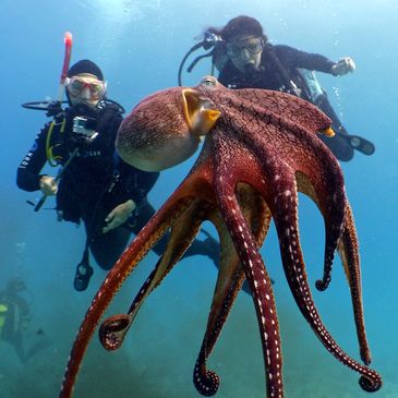 Two scuba divers observe a large octopus underwater.