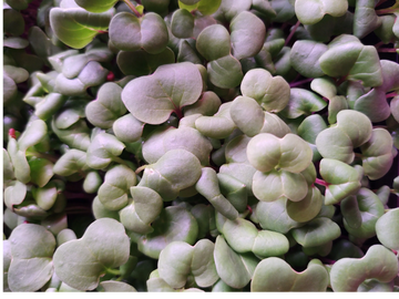 radish microgreens