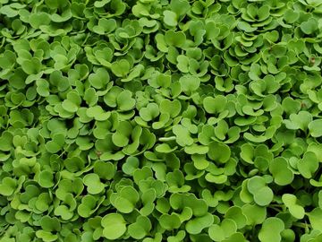 kale microgreens