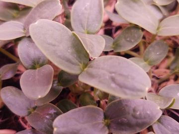 Cantaloupe microgreens