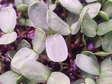 Sunflower microgreens