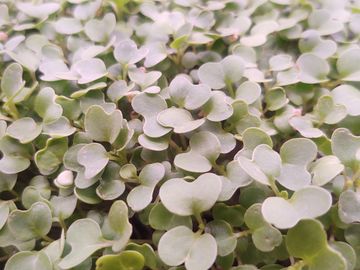 Wasabi mustard microgreens