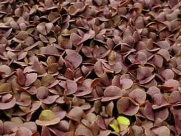 Red Rubin Basil microgreens