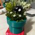 Super Mario Brothers Topiary