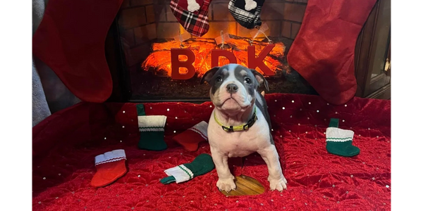 Purebred AKBC American Bully Ready for Christmas!