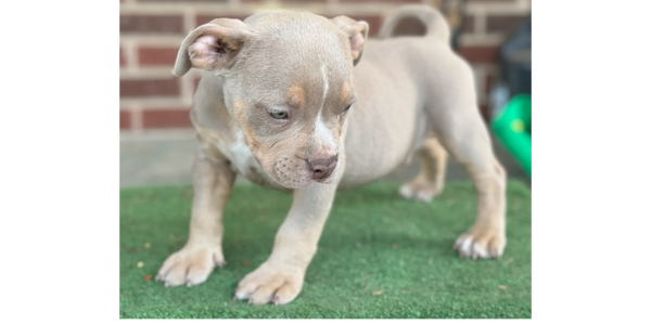 Happy, Healthy 10 Week old purebred American Bully Puppy for sale in Charlotte, Gastonia, Shelby, NC