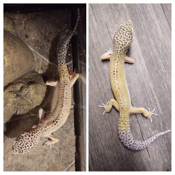 Difference between lack of and proper care & feeding, he's doing so much better now! 