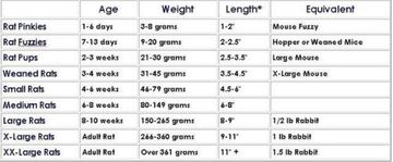 Rat sizing chart