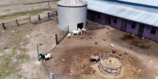 Farmyard with goats and chickens near a silo and barn.