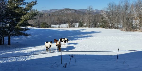 Friendly horses