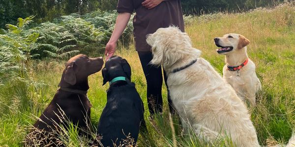 labradors on a walk